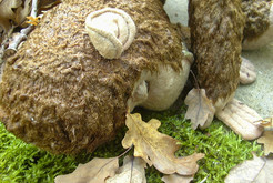 Bild 9822 FRA-4122 Prötzel